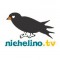 La prima web TV