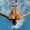Salvamento, Centro Nuoto da record