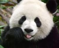 panda
